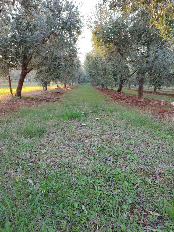 Villa Lucky Brtonigla Εξωτερικό φωτογραφία